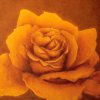 04. Gelbe Rose